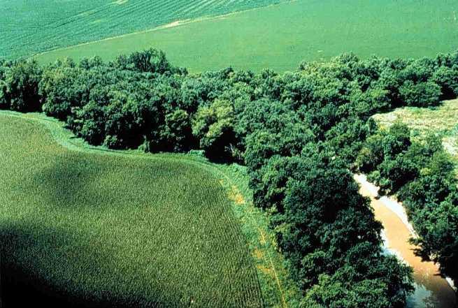 Riparian corridor