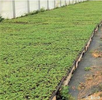 Weeds growing alongside transplants