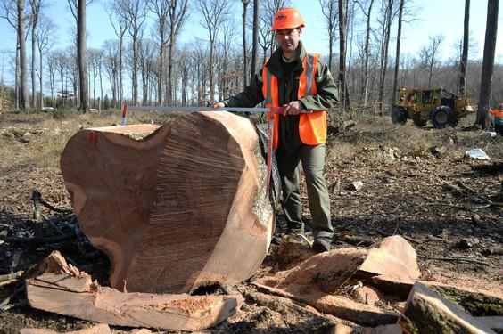 Oak sample for Notre-Dame. Photo by Jean-Francois Monier/AFP GETTY