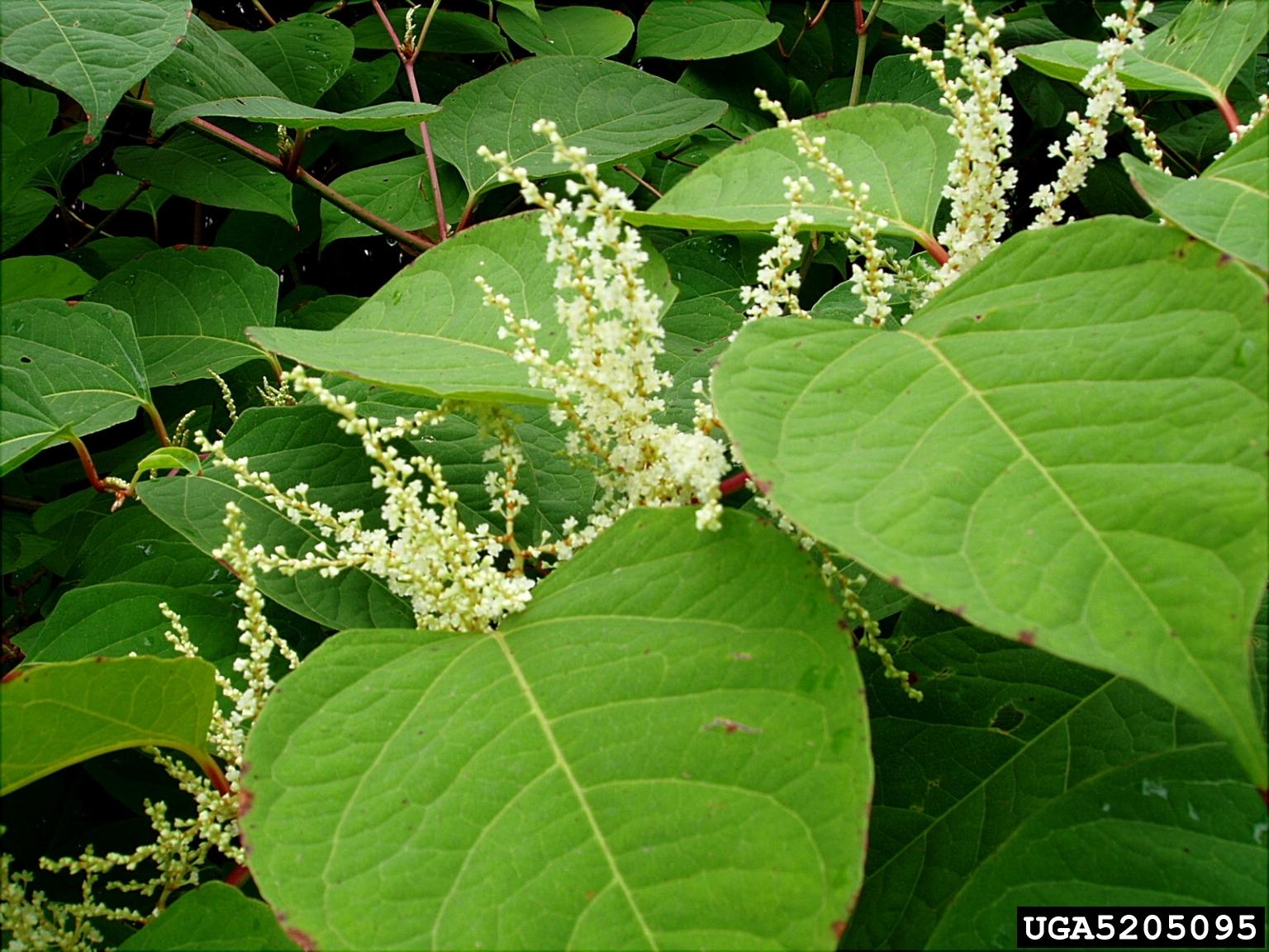 Japanese knotweed. Photo by Jan Samanek, Phytosanitary Administration, Bugwood.org