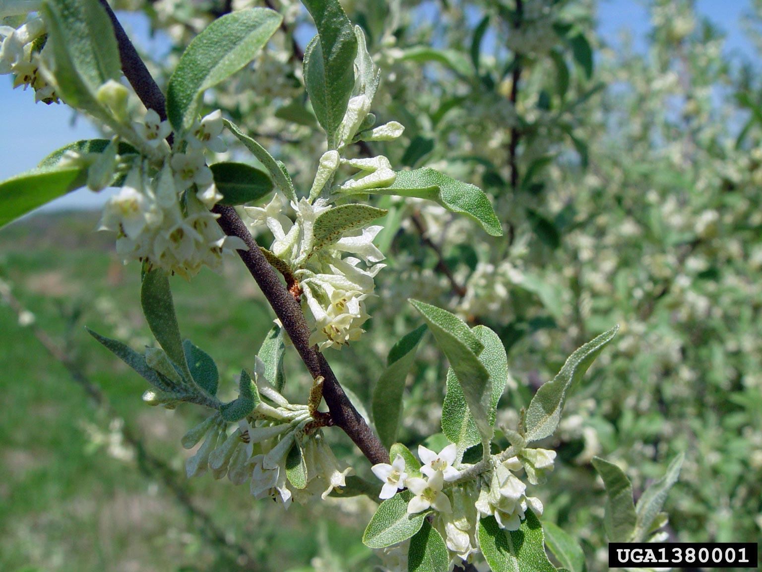 invasive autumn olive shrub with creamy white flowers