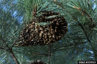 honey bee swarm