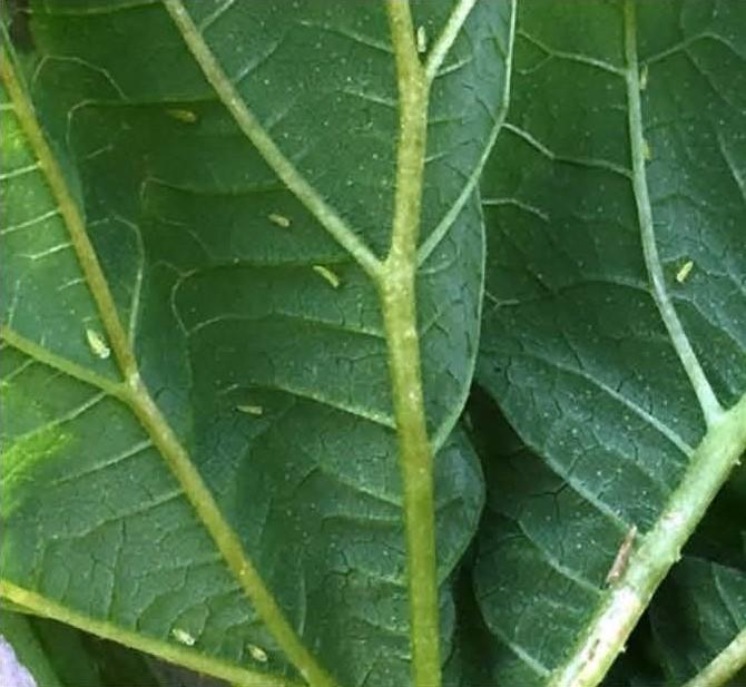 Potato leaf hopper nymphs on hops leaf