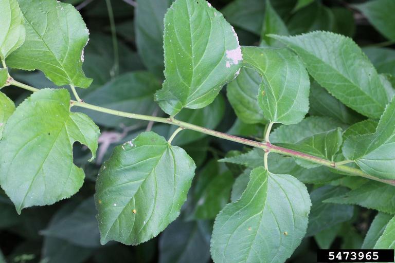 European buckthorn foliage. Photo by Rob Routledge, Sault College, bugwood.org