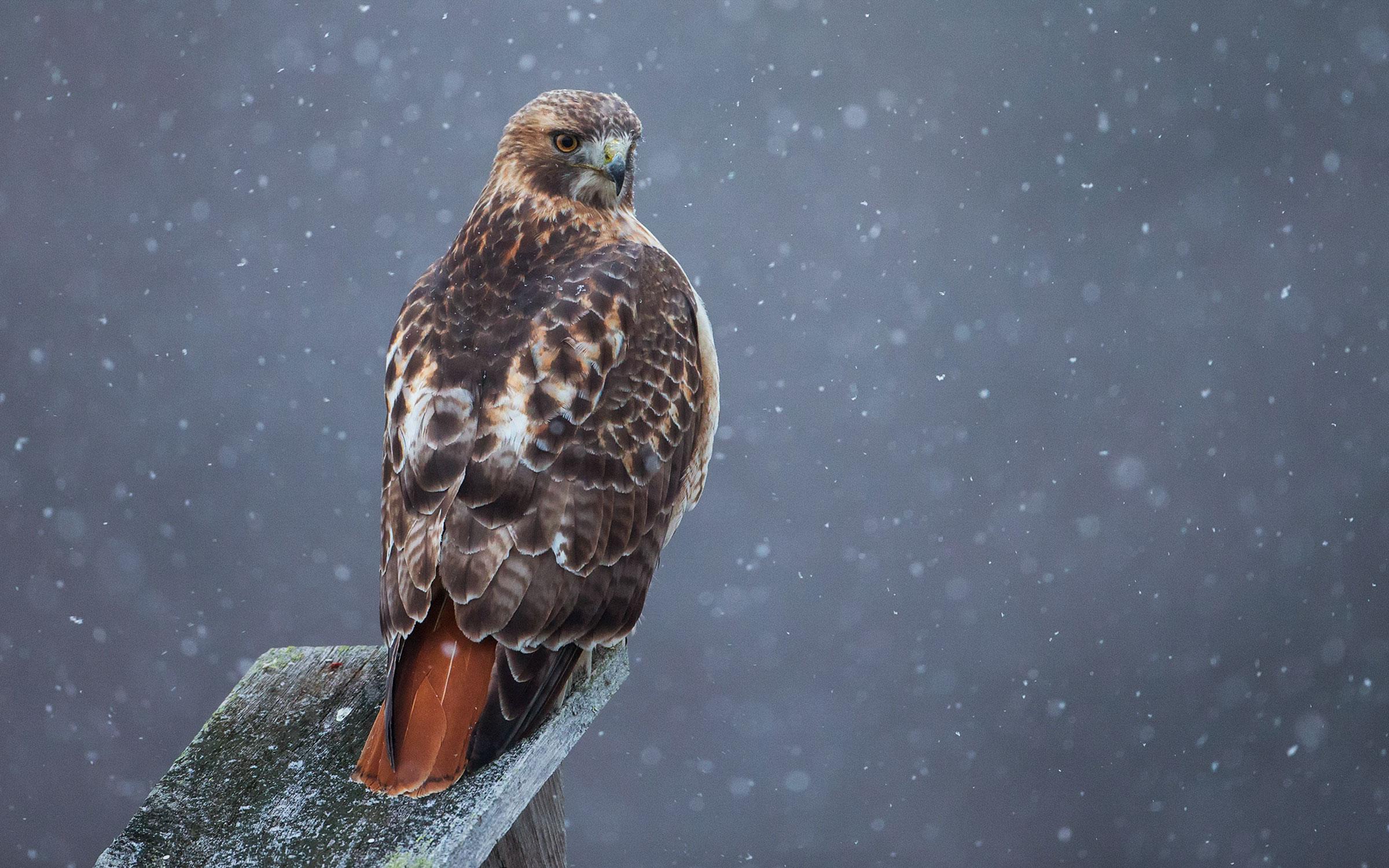 Red-Tailed Hawk - Bird of Prey