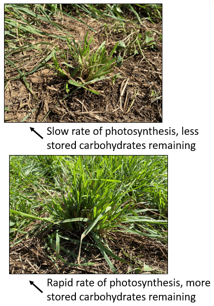 Forage Residual Examples