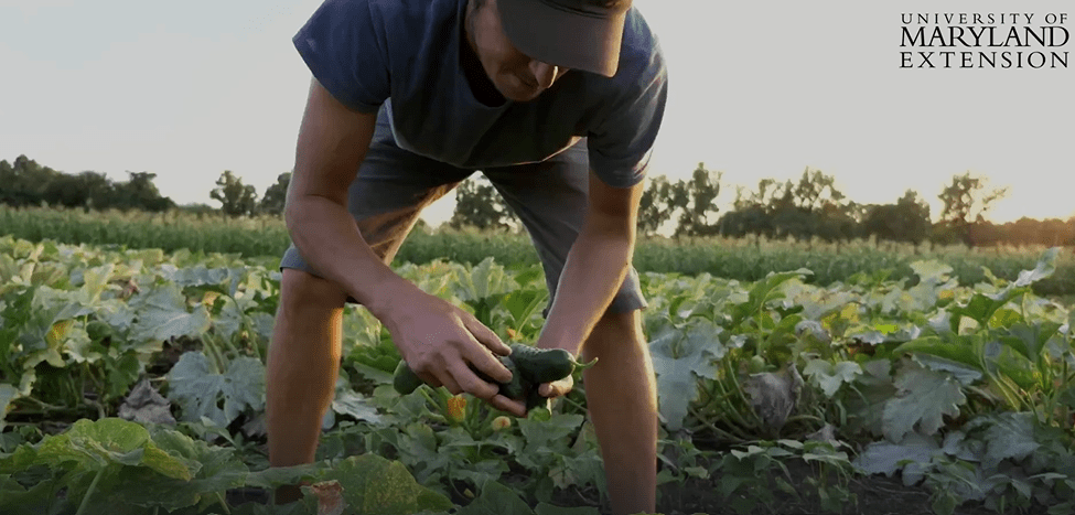 Farmer harvesting