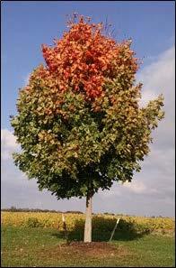 A large tree