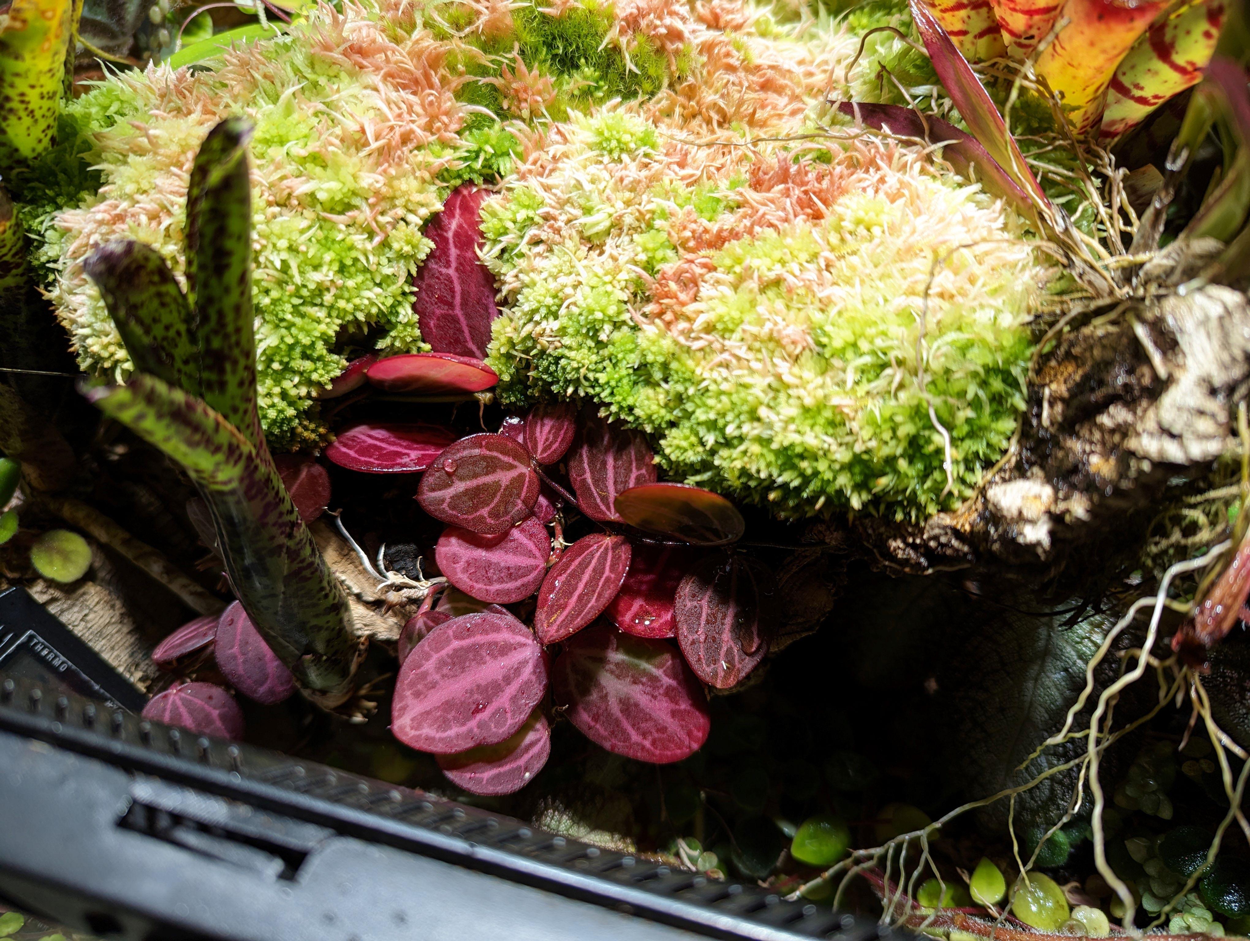 Photo of several plants in a terrarium. The focus of the photo is a plant with oval leaves that are red with white veins. This plant is Dischidia ovata, commonly called watermelon dischidia or hoya.