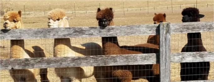 Llamas in Cecil County