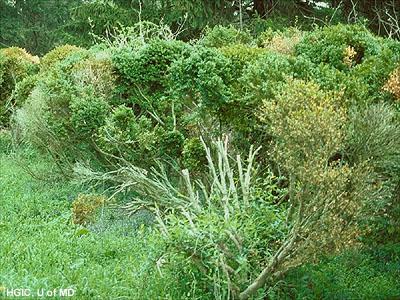 boxwood decline