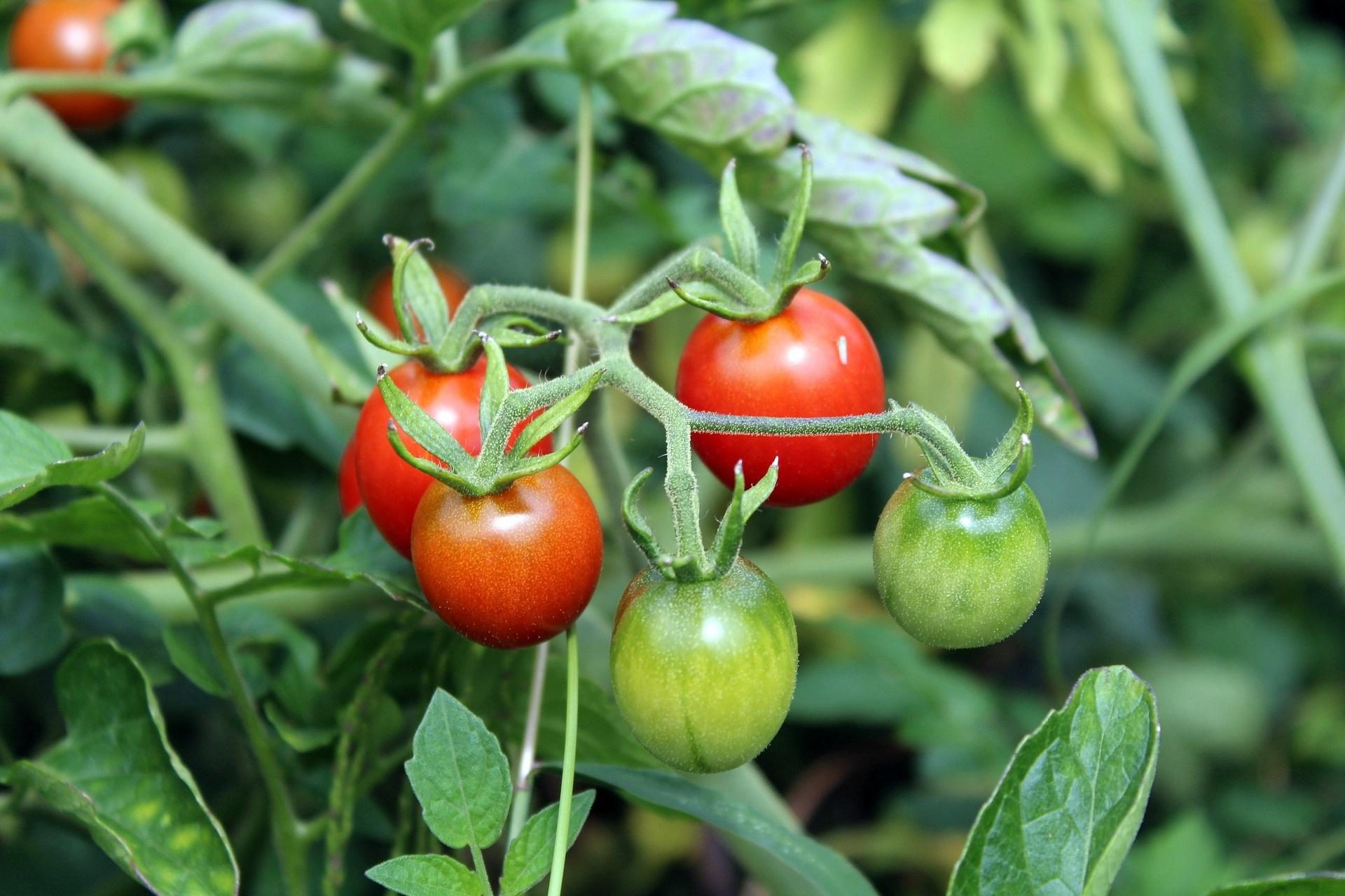 tomatoes ripening on a vine