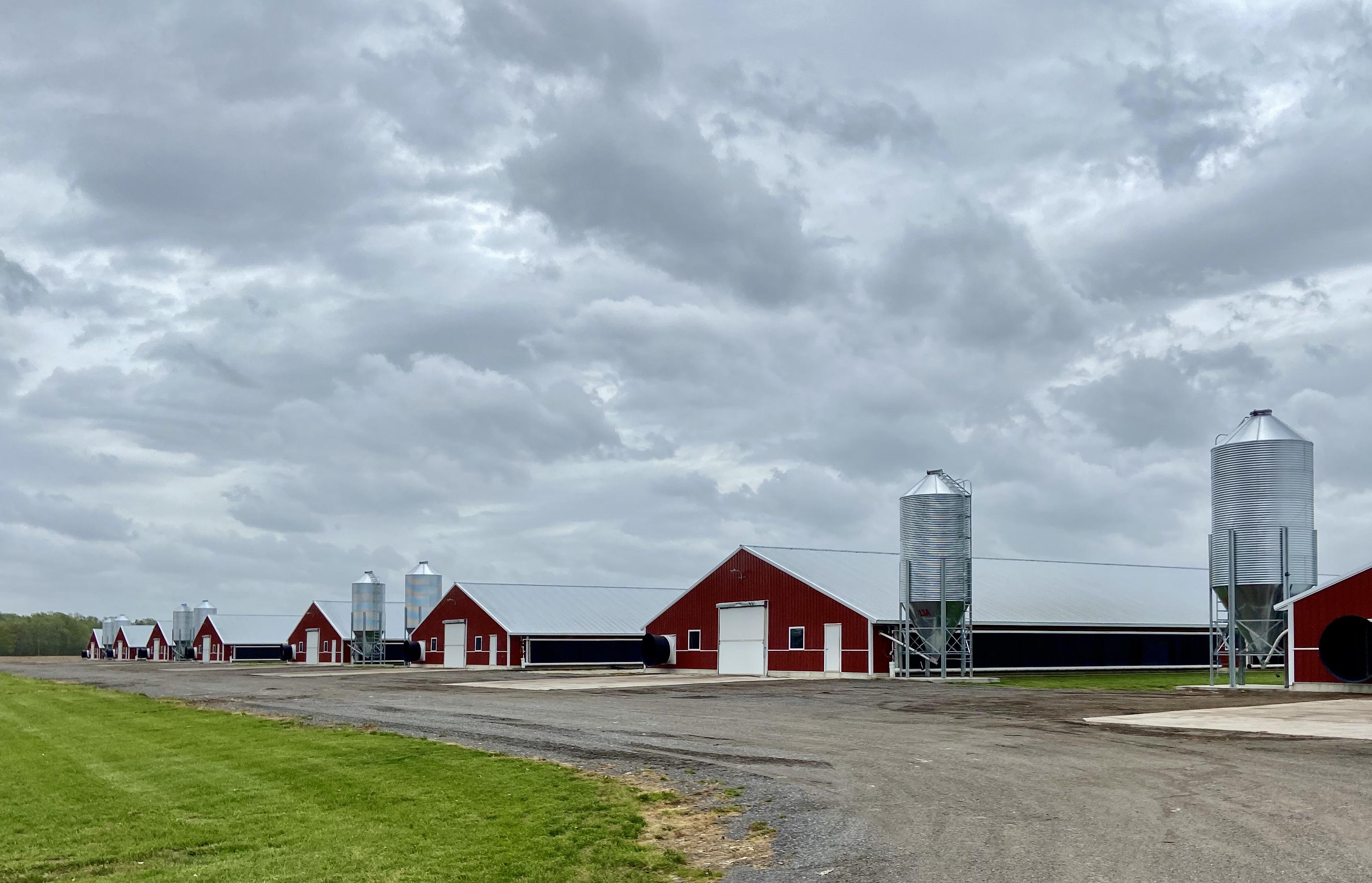 Poultry_Commercial_Farm