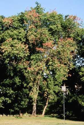 Dutch Elm Disease