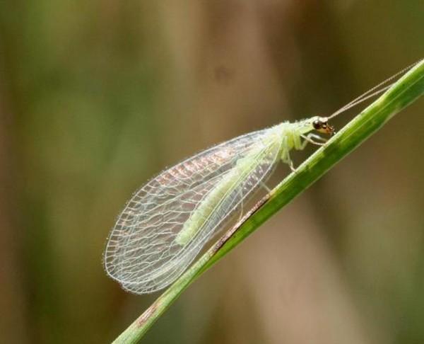 green lacewing