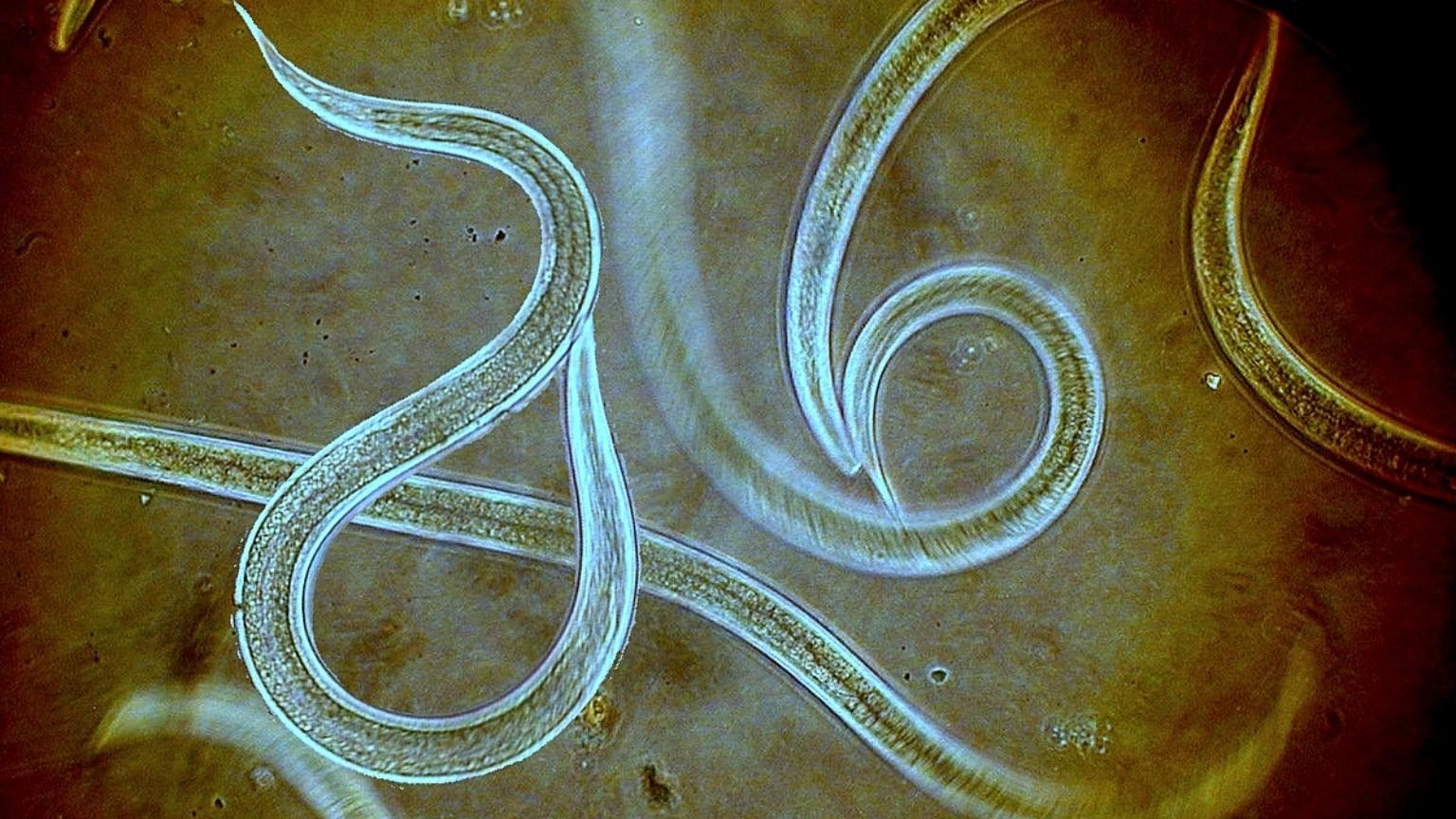 entomopathogenic nematodes