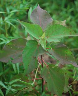 native hibiscus plant