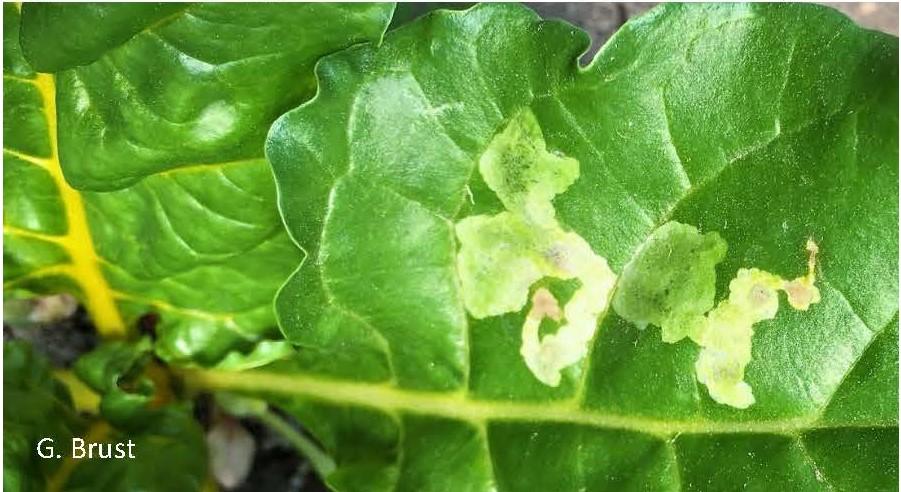 Leafminer eggs have hatched and larvae are mining between leaf layers