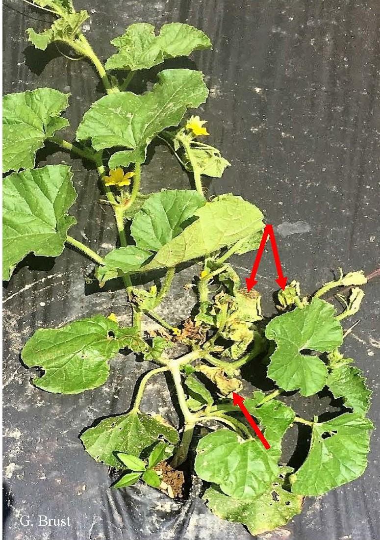 Only the leaves at the base of the plant (arrows) were initially infected with E. tracheiphila but the whole plant eventually will die