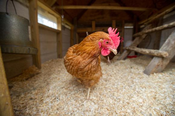 Poultry_Backyard/Small Flock