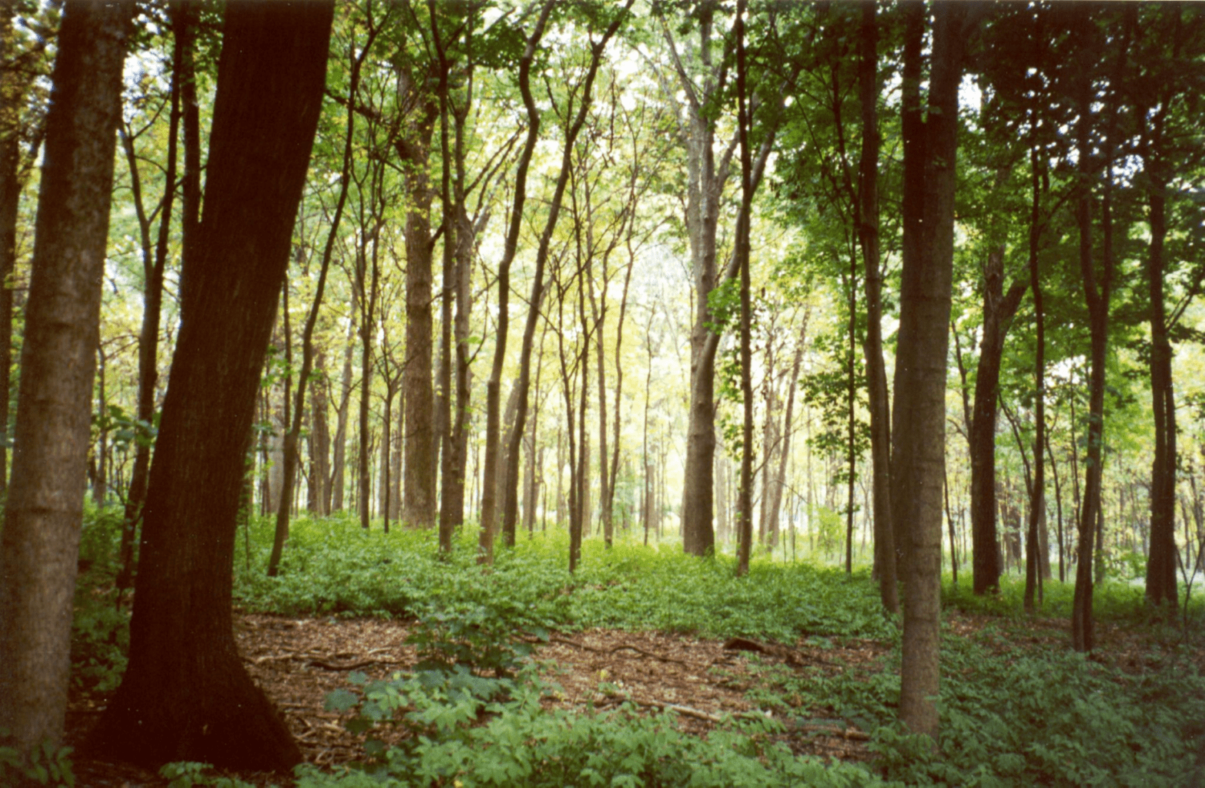 Woodland