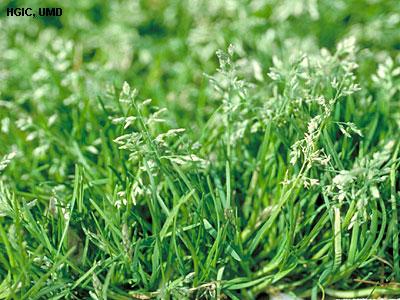 annual bluegrass weed with flowers