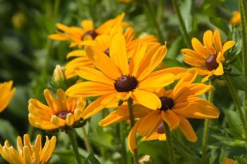 Black Eyed Susan 350x232