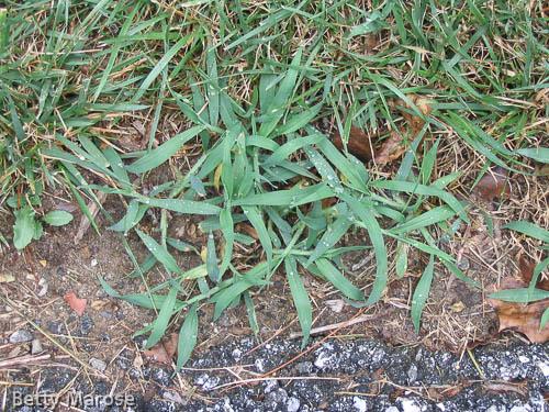 crabgrass