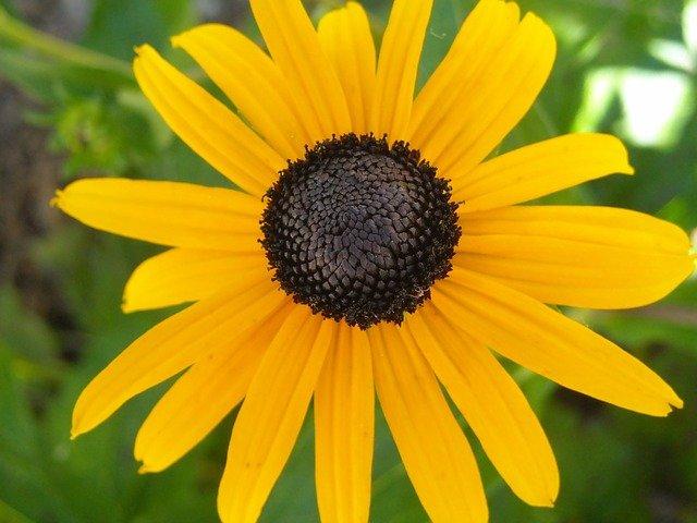 black eyed susan