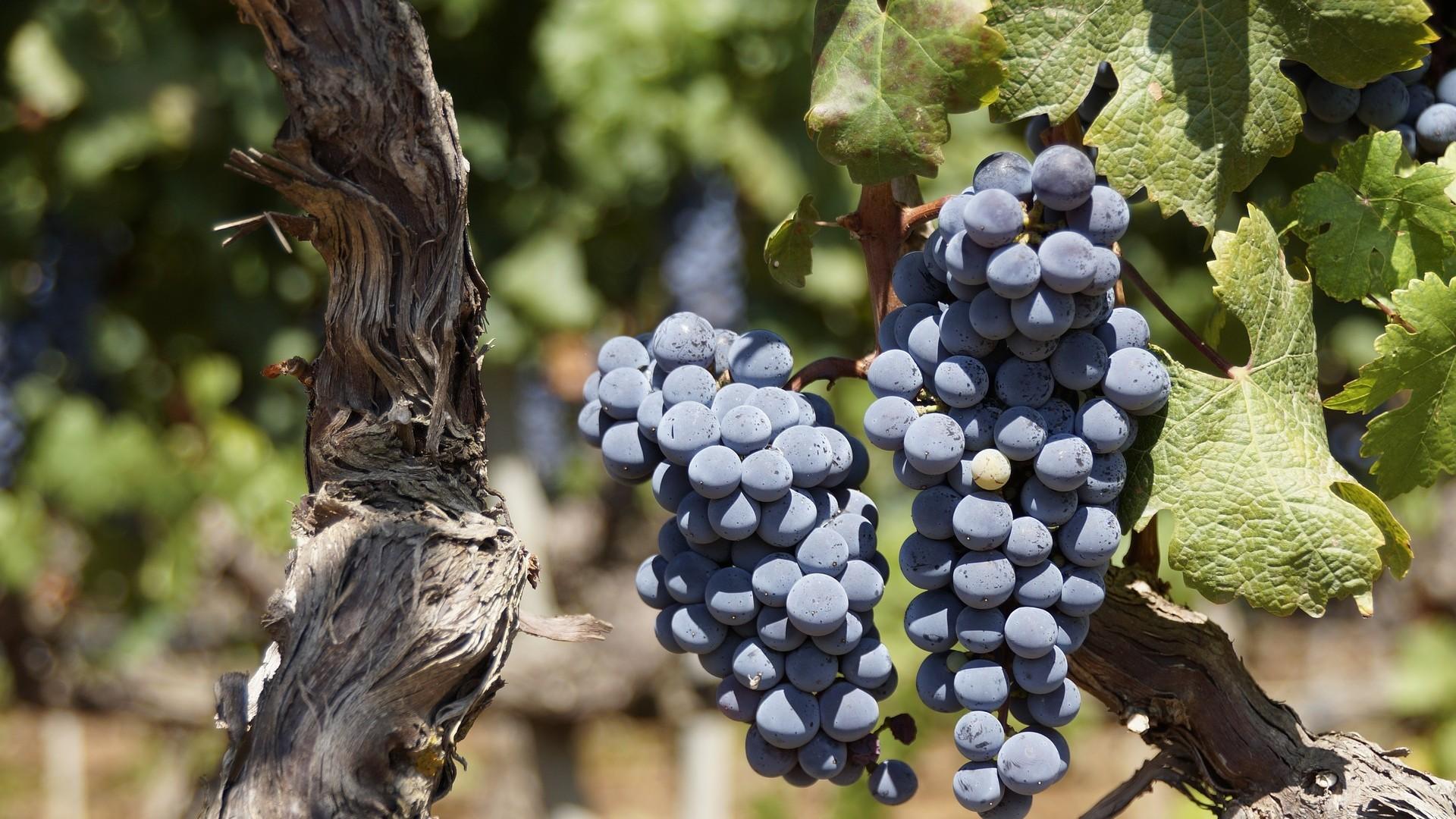 ripening grapes on a vine