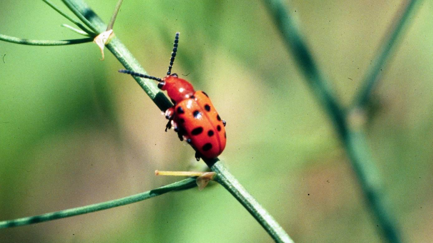  Adult spotted asparagus beetle. Credit:Whitney Cranshaw, Colorado State University, Bugwood.org