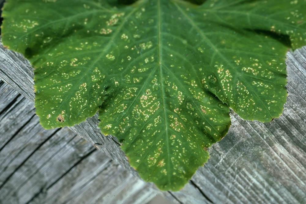 Adults and nymphs suck leaf sap leaving numerous small white dots, known as stipples