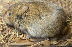 Meadow vole