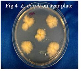 E. coryli on agar plate