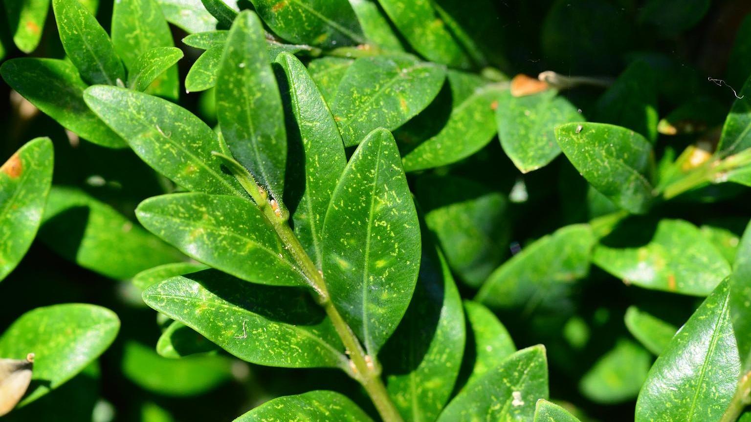 boxwood spider mite damage