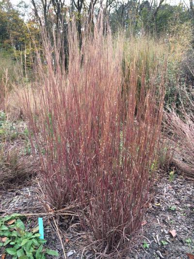 little bluestem grass in a garden setting