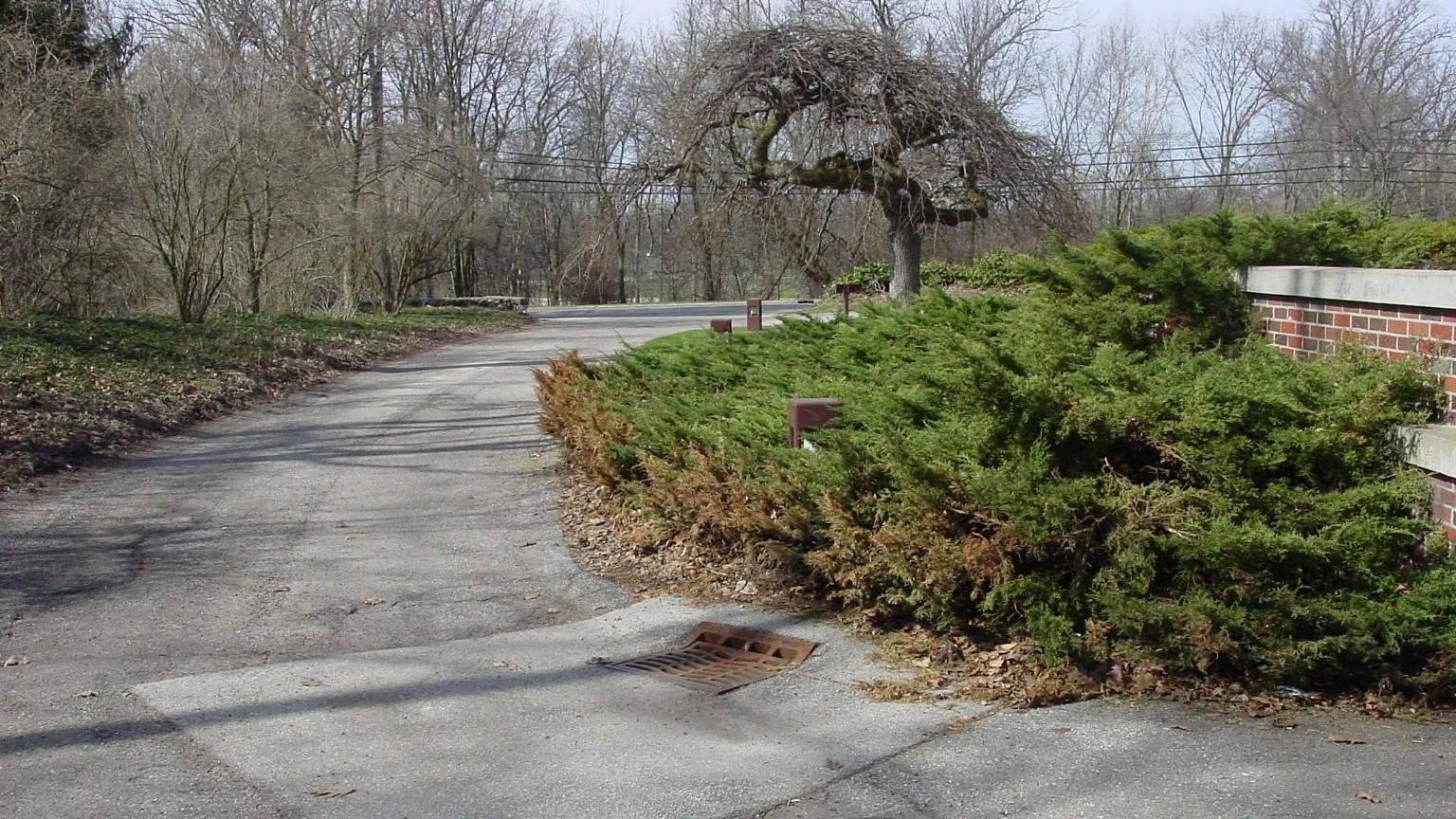 salt damage on juniper shrubs