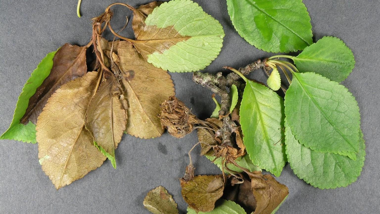 cherry tree brown rot symptoms