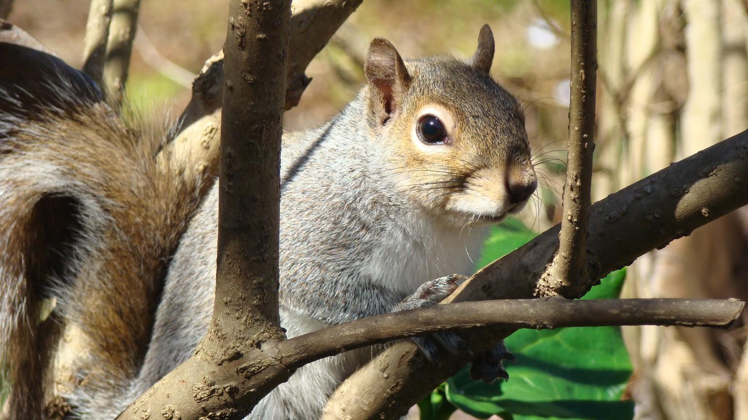 eastern gray squirrel