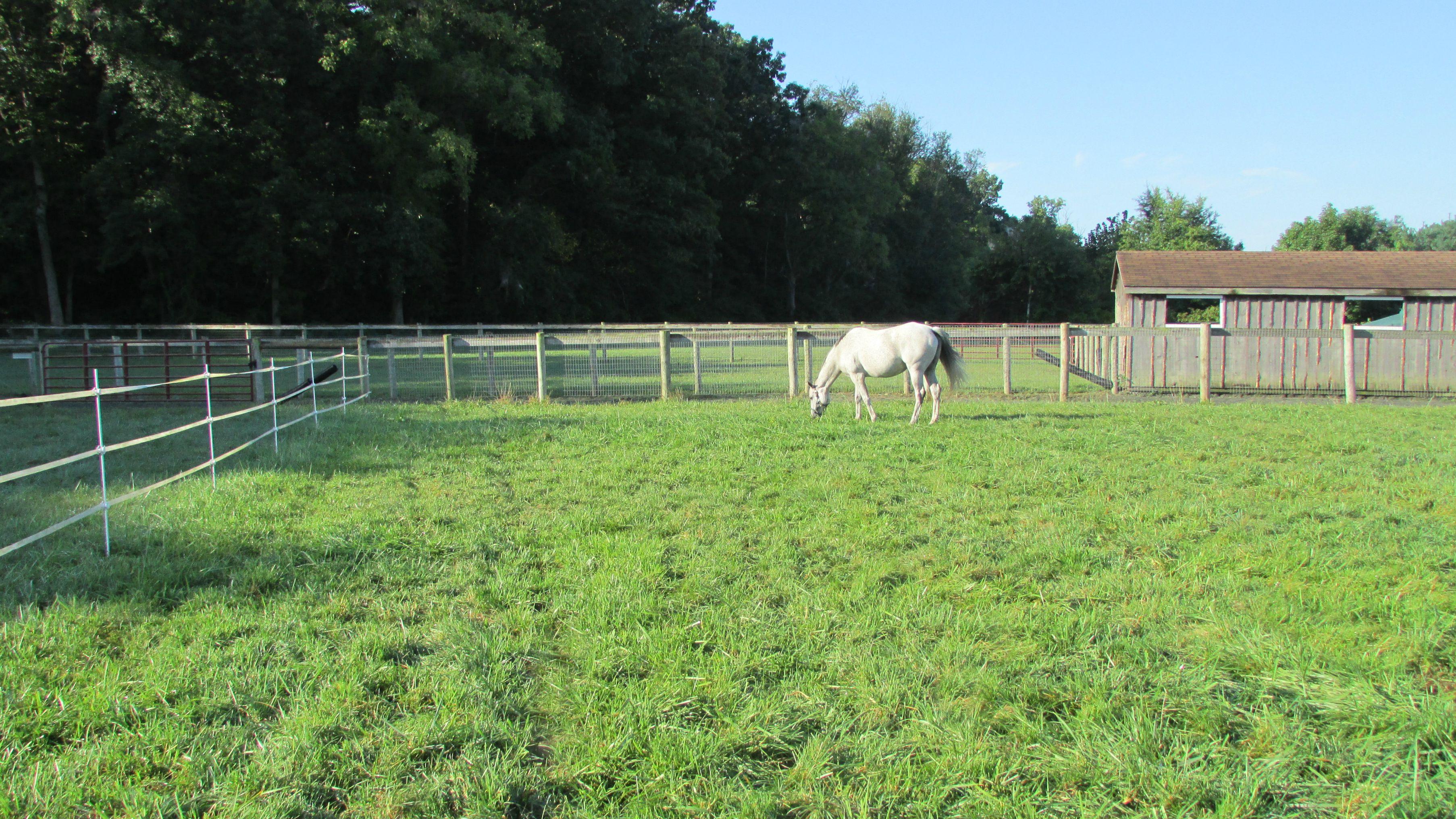 horse_grazing site