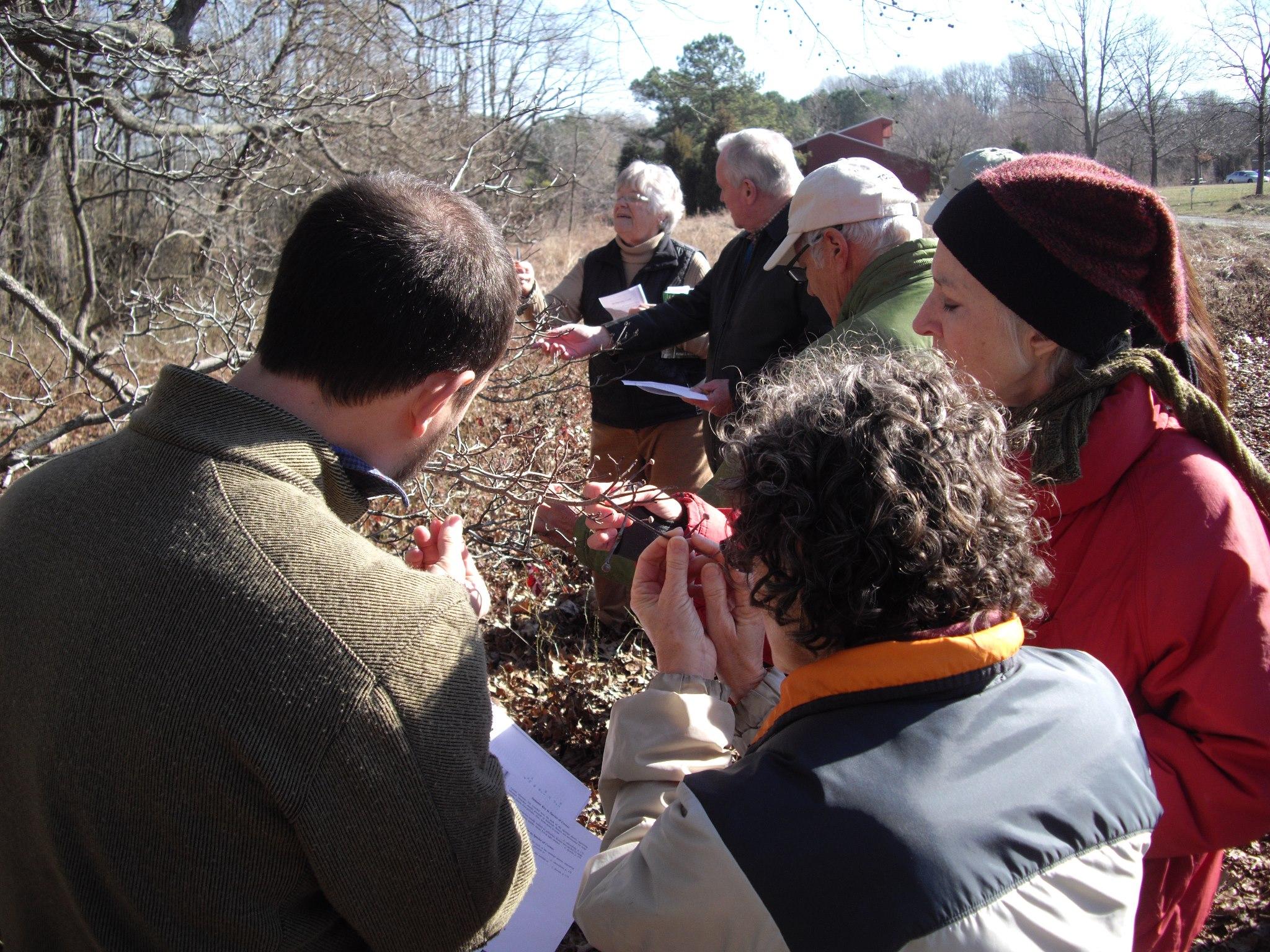 MdMN Program Facilitator Image of Adkins Tree ID