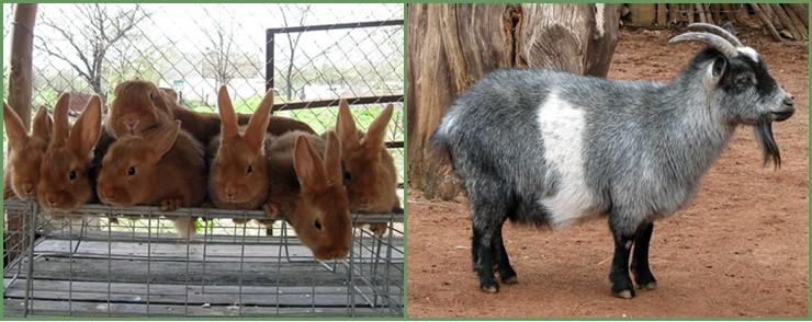 Figure 12: Urban agriculture can successfully integrate small livestock, such as rabbits or miniature goats. Photo by Edwin Remsberg, © University of Maryland—AGNR Image Library