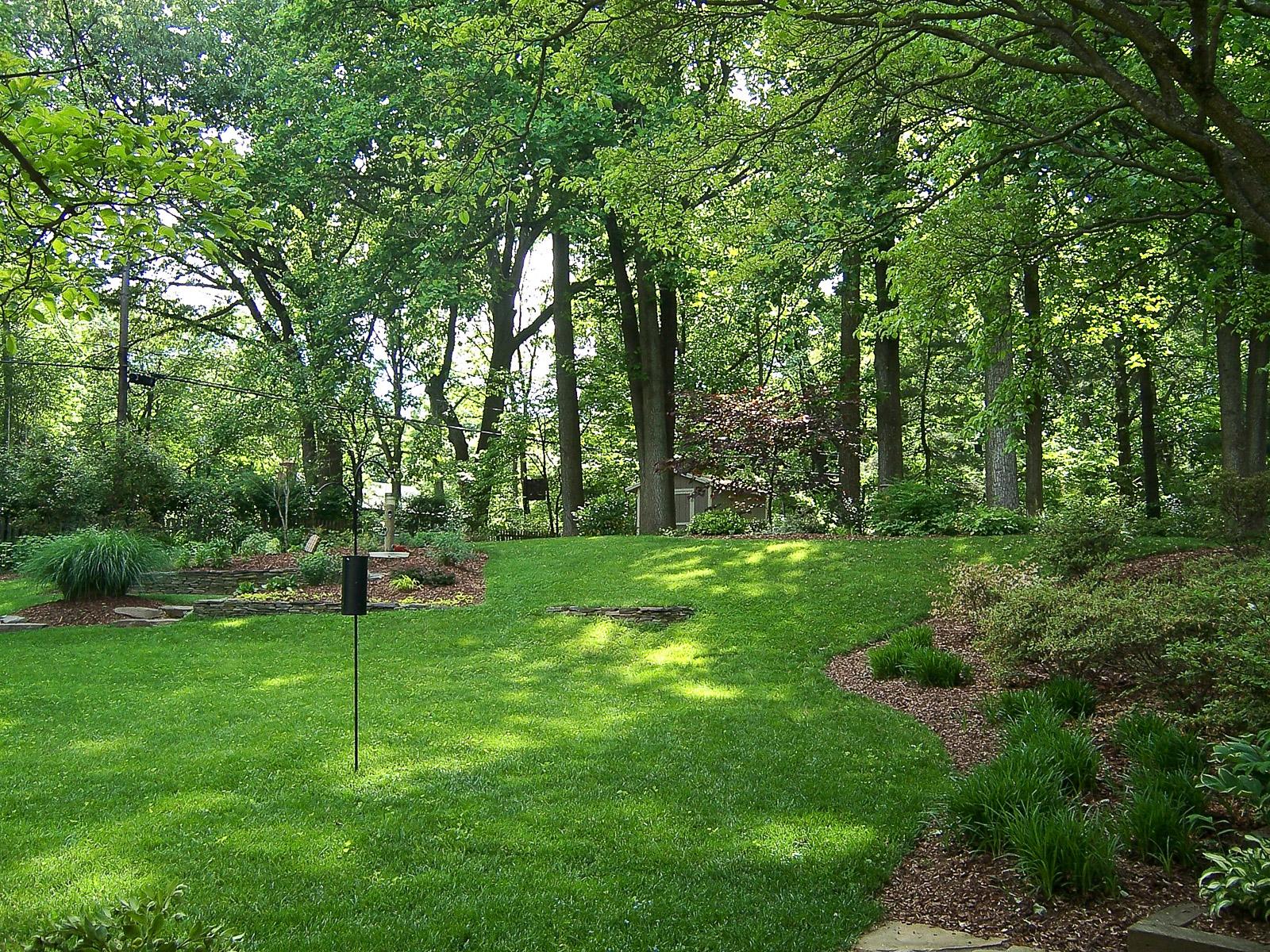 grass growing in shade