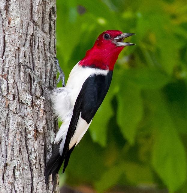 Red-headed woodpecker