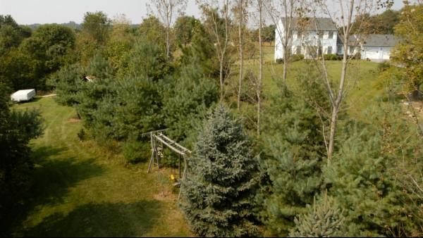 mixed trees for privacy screen