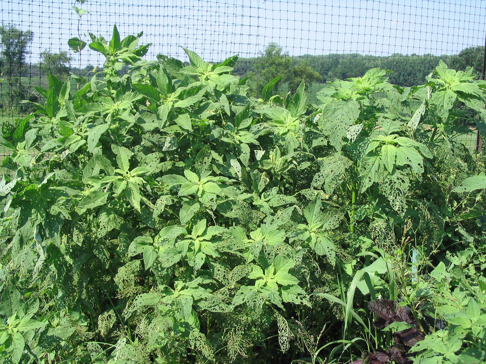 pigweed