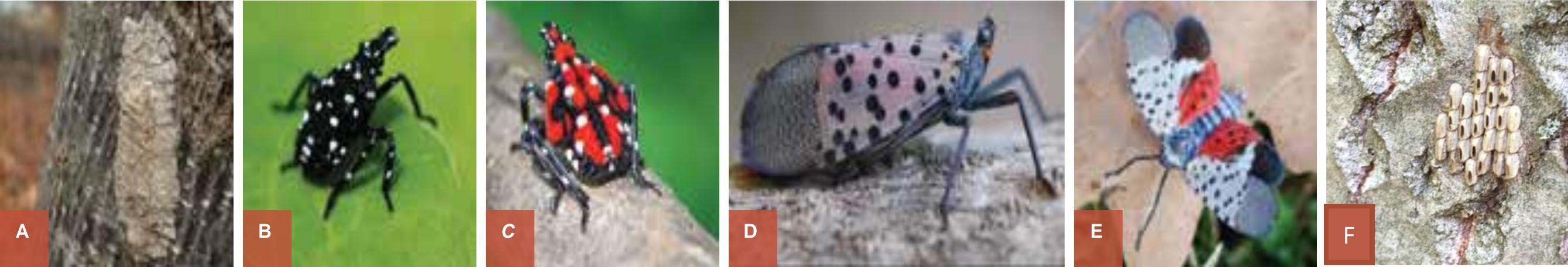 Spotted Lanternfly Life Cycle