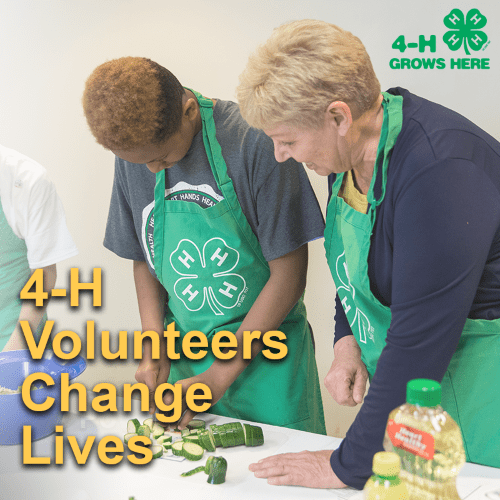 4h volunteer