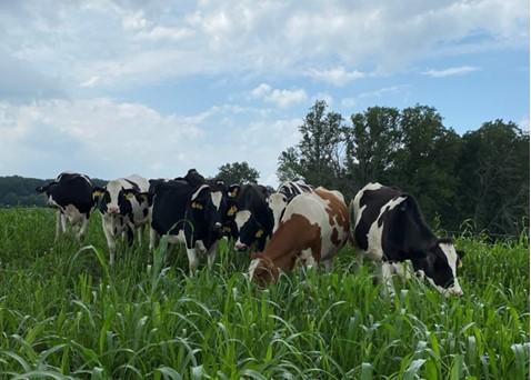 Dairy cows grazing in pasture