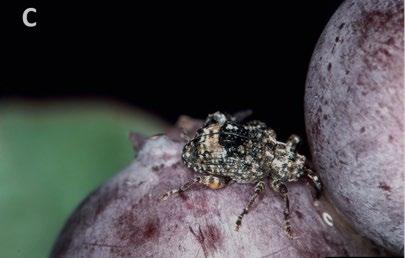 Fig 2C. Plum Curculio, Jerry Payne USDA ARS.